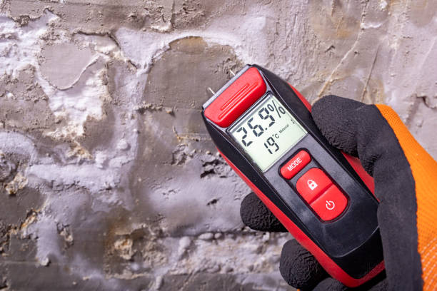 Best Black Mold Remediation in Wright, FL