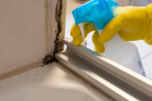 Best Post-Flood Mold Remediation in Wright, FL