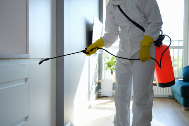 Best White Mold Remediation in Wright, FL