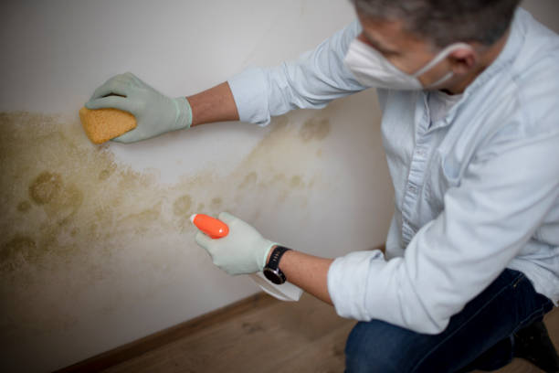 Best Attic Mold Remediation in Wright, FL