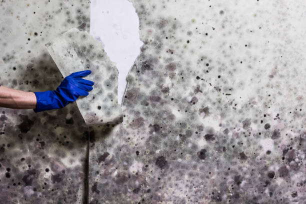 Best DIY Mold Remediation Support Services in Wright, FL