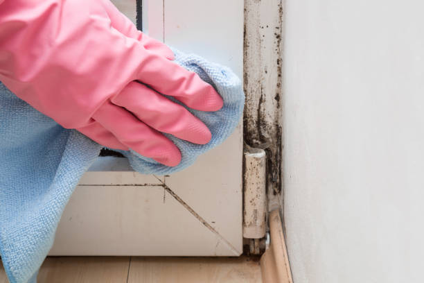 Best HVAC Mold Remediation in Wright, FL