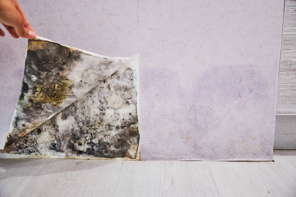 Best Residential Mold Remediation in Wright, FL